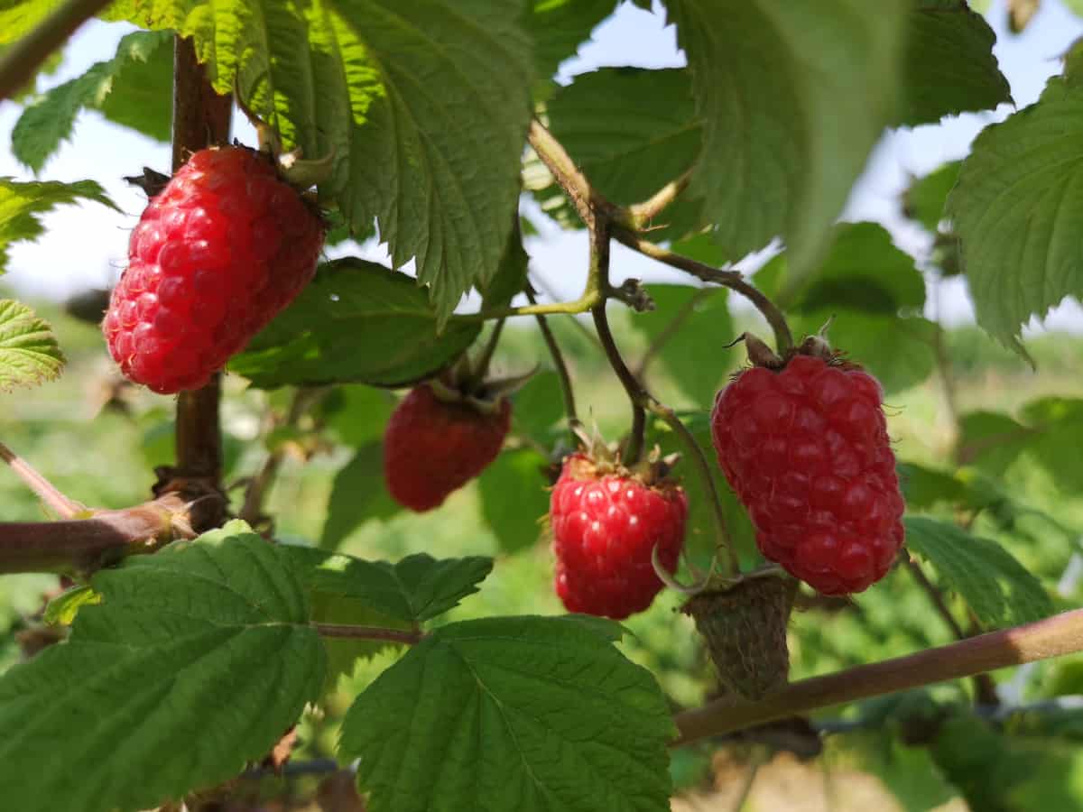 Ile płacą za maliny w Serbii?
