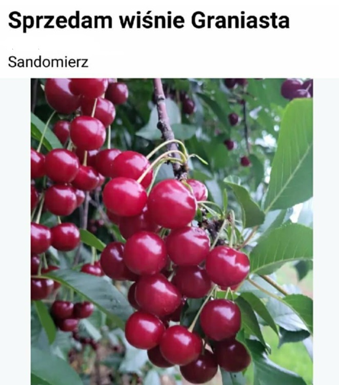 wisnia graniasta