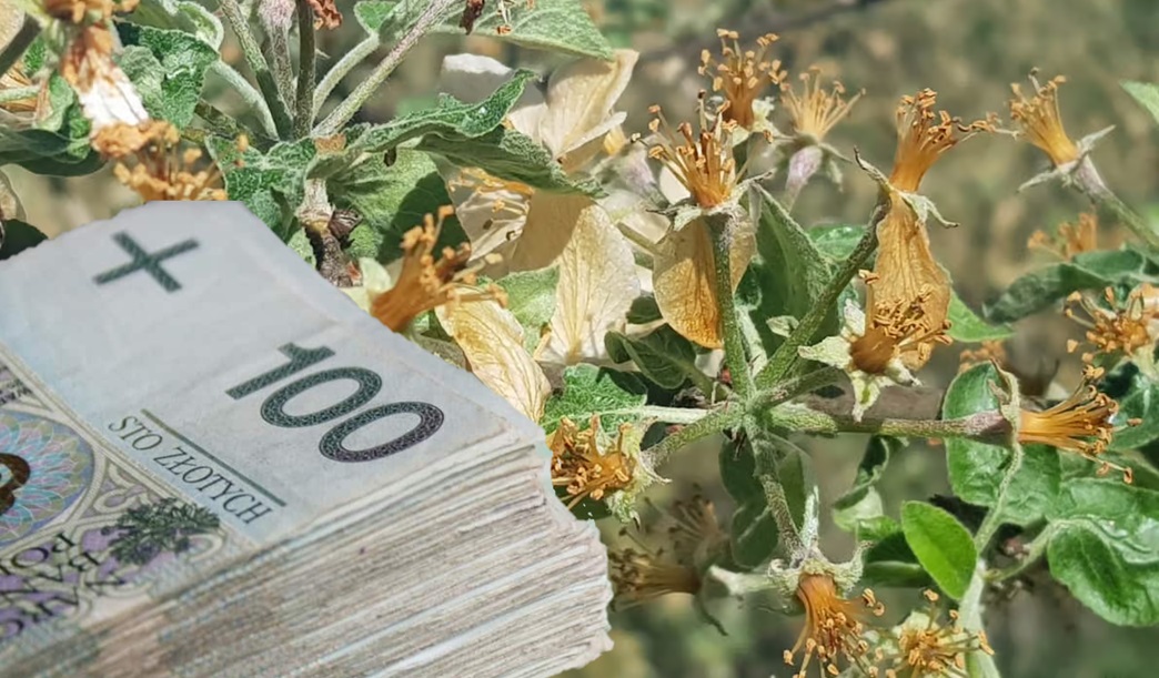 Nadzwyczajne wsparcie dla sadowników poszkodowanych przez przymrozki