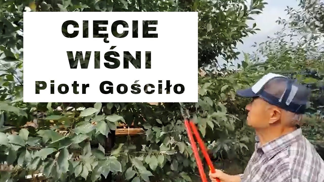 Cięcie wiśni - Komunikat sadowniczy - Piotr Gościło