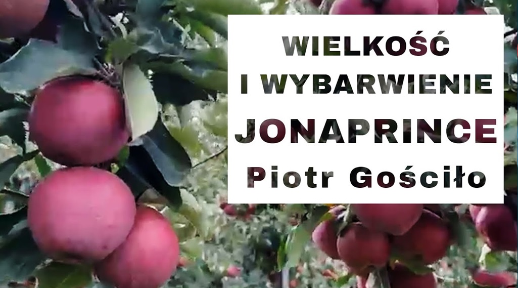 Wielkość i wybarwienie JONAPRINCE - Komunikat sadowniczy - Piotr Gościło