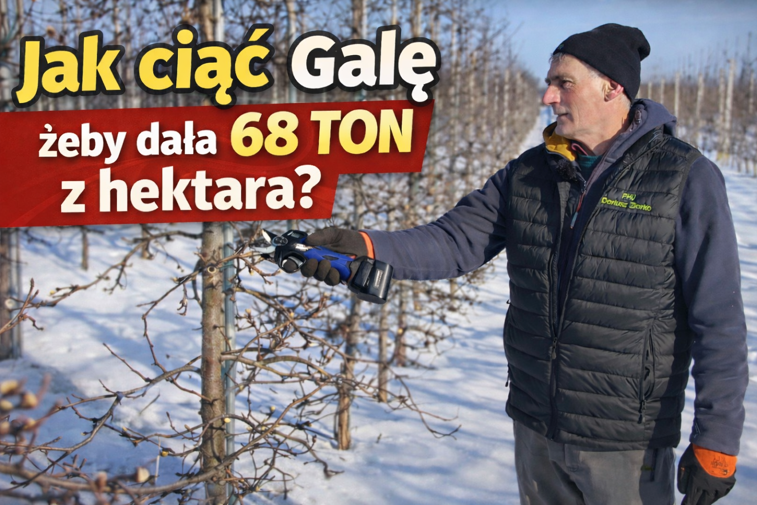 Jak ciąć Galę, żeby dała 68 ton z hektara?