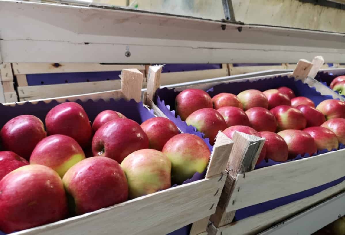 Spadek cen jabłek w Polsce i Niemczech, wzrost we Francji