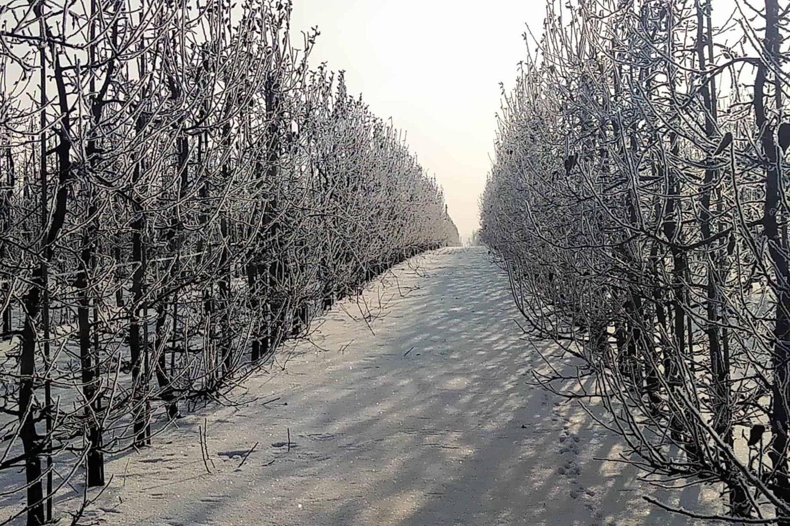 Do Polski nadciągają siarczyste mrozy. Temperatura może spaść nawet poniżej -30°C