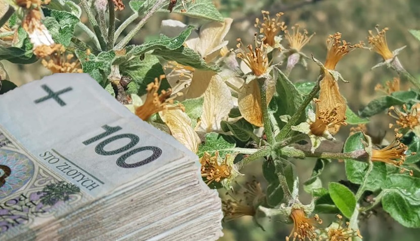 Pomoc dla sadowników od 1 grudnia 2025 r.