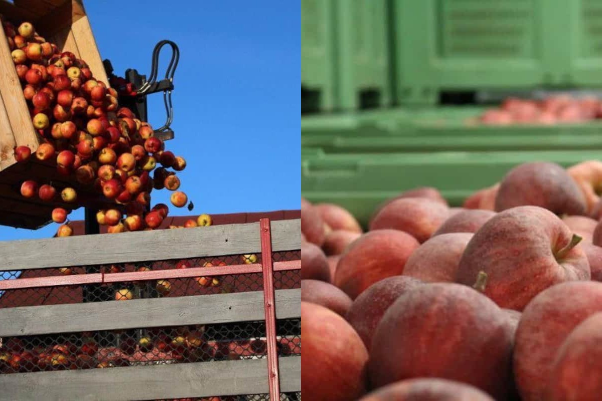 Czy ceny deseru powiązane są ceną przemysłu?