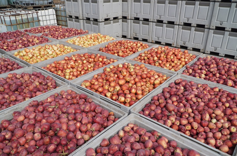 Wyższy podatek cukrowy ograniczy skup jabłek