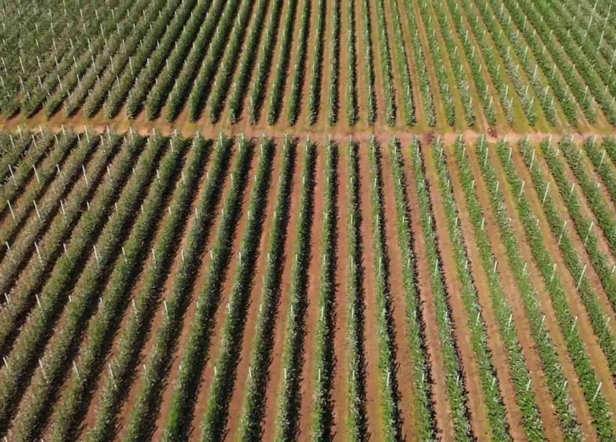 Polska napędza intensyfikację produkcji jabłek w Europie