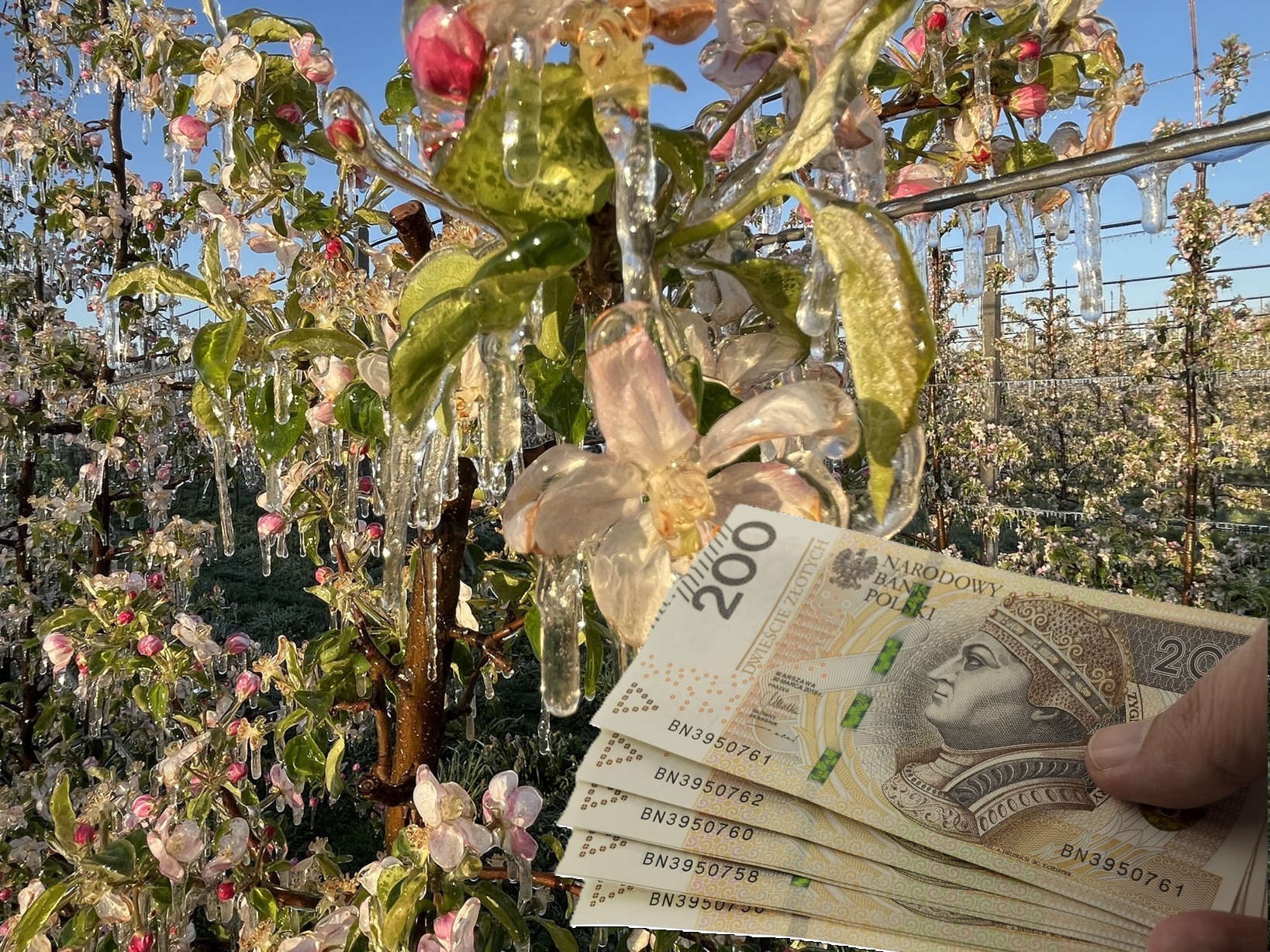 Do 2 400 zł za hektar – wsparcie dla sadowników po wiosennych przymrozkach
