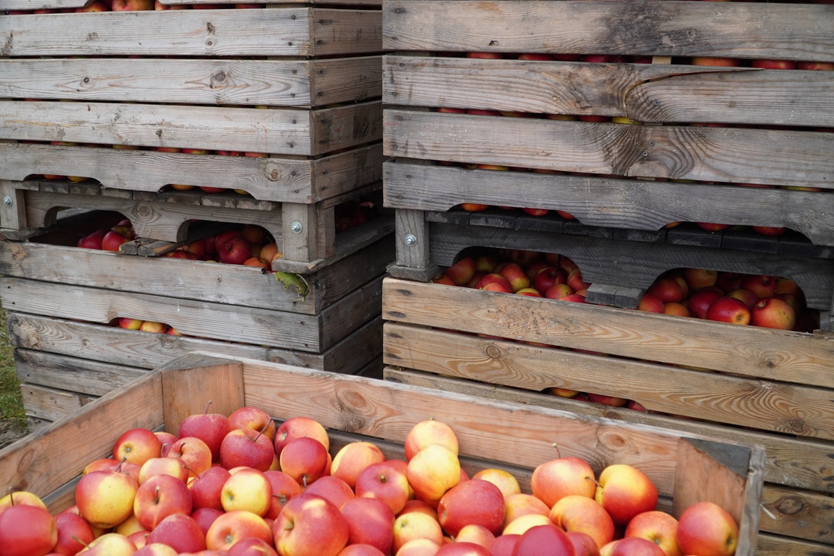 WAPA: Produkcja jabłek w Polsce większa o 400 tys. ton