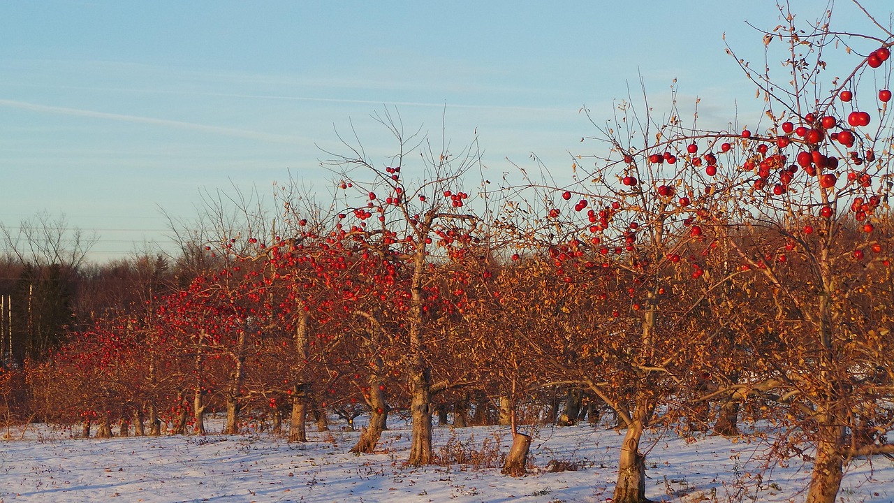 Mgły, mżawka i gołoledź. Prognoza na najbliższy tydzień