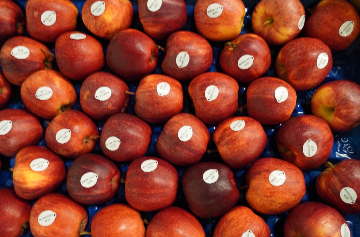 Stabilny sezon eksportowy dla polskiej Gali