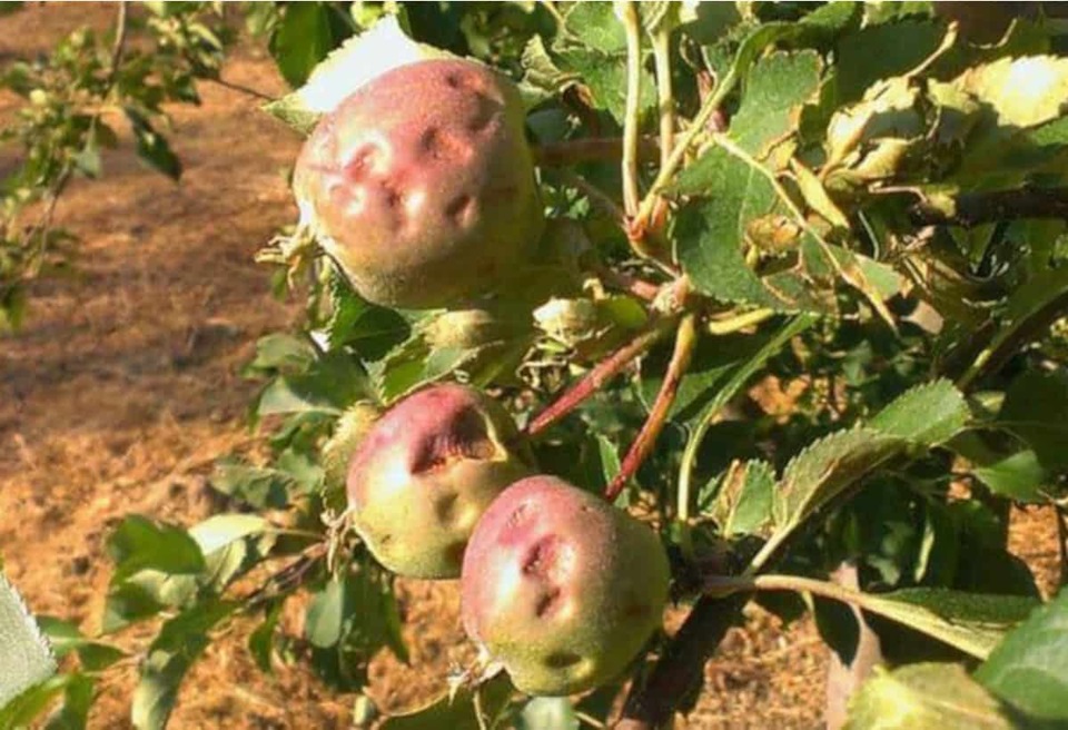 Koniec czasu na dopłaty za szkody gradowe z 2022 roku