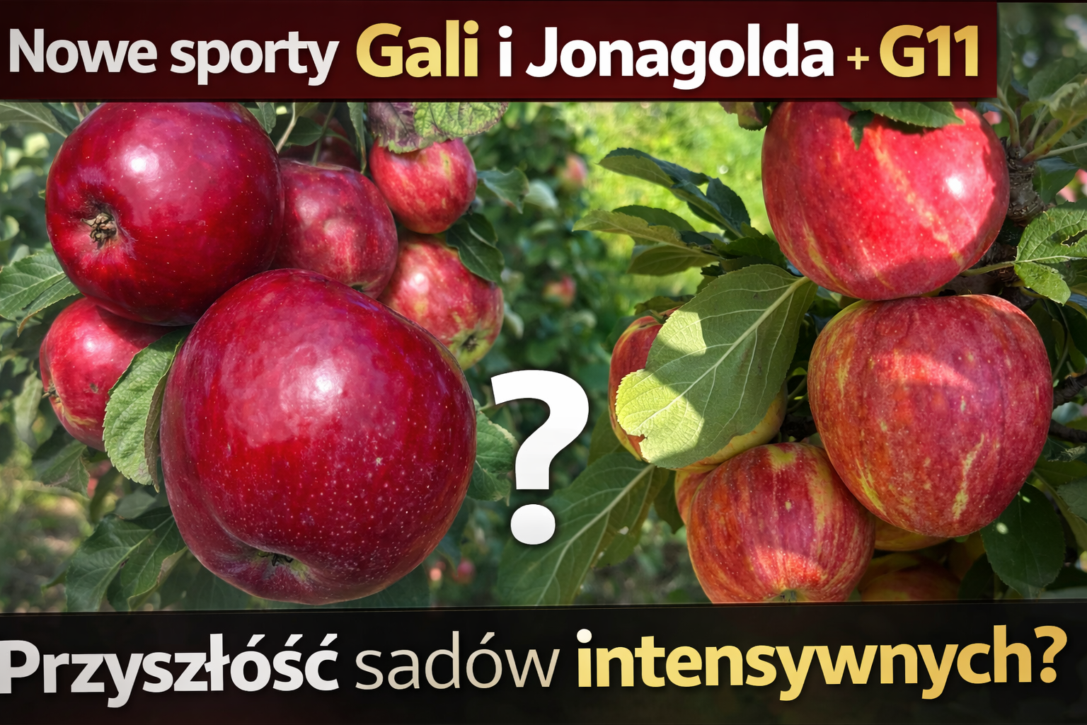 Nowe sporty Gali i Jonagolda + podkładka G11 – przyszłość sadów intensywnych?