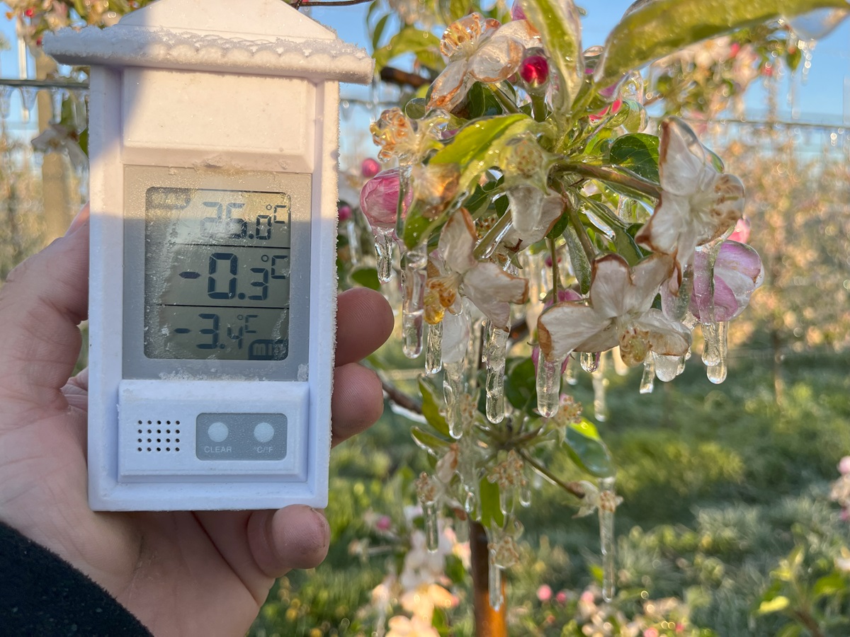 Największe szkody po przymrozkach na Mazowszu? 8,5 tys. wniosków o pomoc