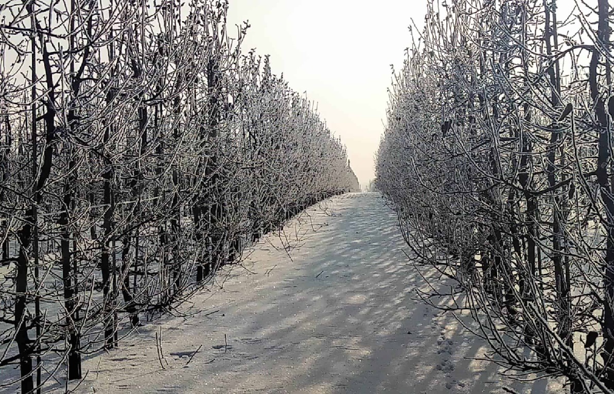 Powrót siarczystego mrozu – zima nie odpuszcza