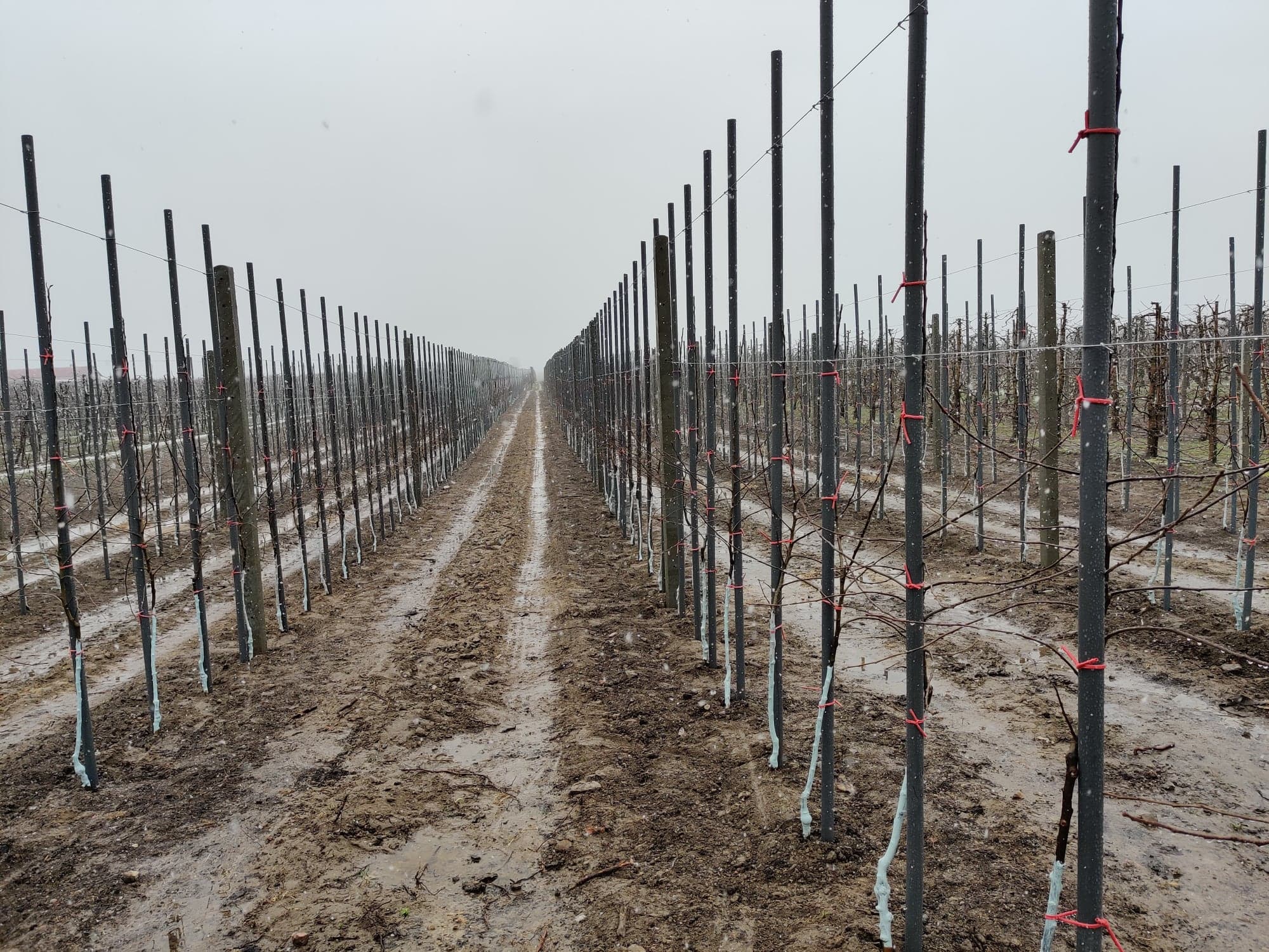 Wiosna coraz bliżej? Termometry pokażą 17°C!