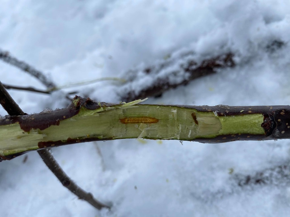 Nadchodzi kolejna fala silnych mrozów. Miejscami –30°C