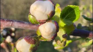 Wiśnie w fazie białego pąka i początku kwitnienia – ochrona oraz biostymulacja