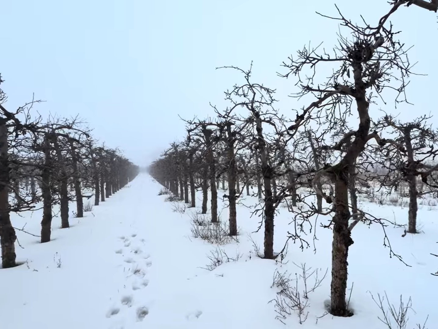 4 złote za Paulareda: Kiedy warto dać staremu sadowi jeszcze jedną szansę