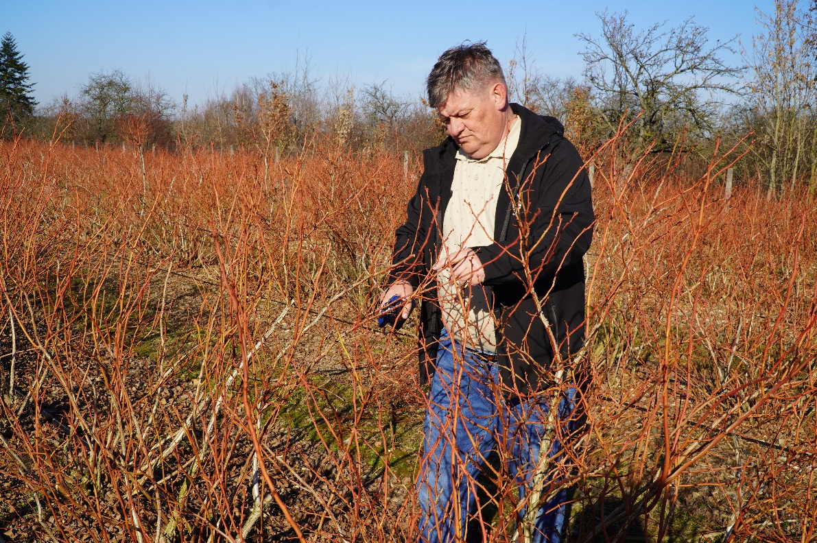 Borówka – zabiegi po cięciu