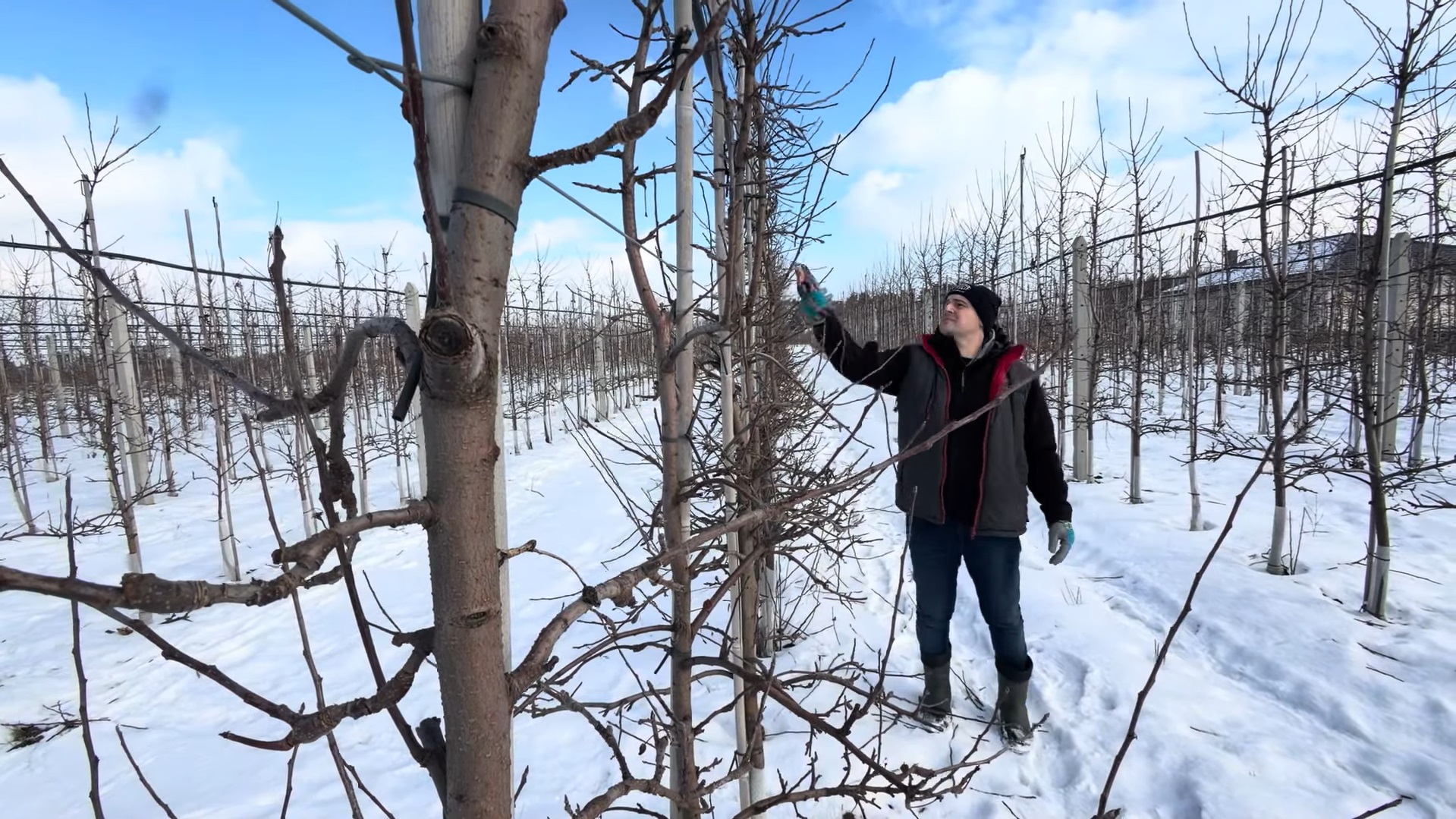 Cięcie Gali. Cel: 80 ton jabłek z hektara