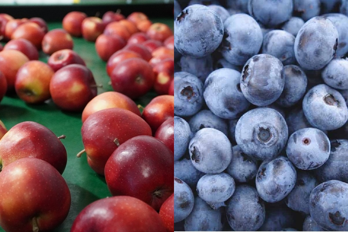 Nowe szanse eksportowe dla polskich jabłek i borówek