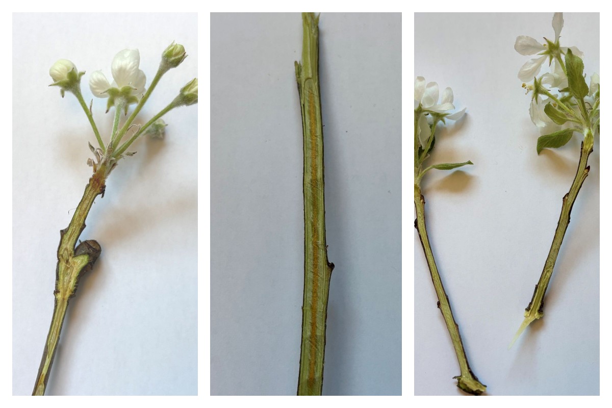 Wnioski po zimie: uszkodzenia mrozowe okazały się bardziej dotkliwe