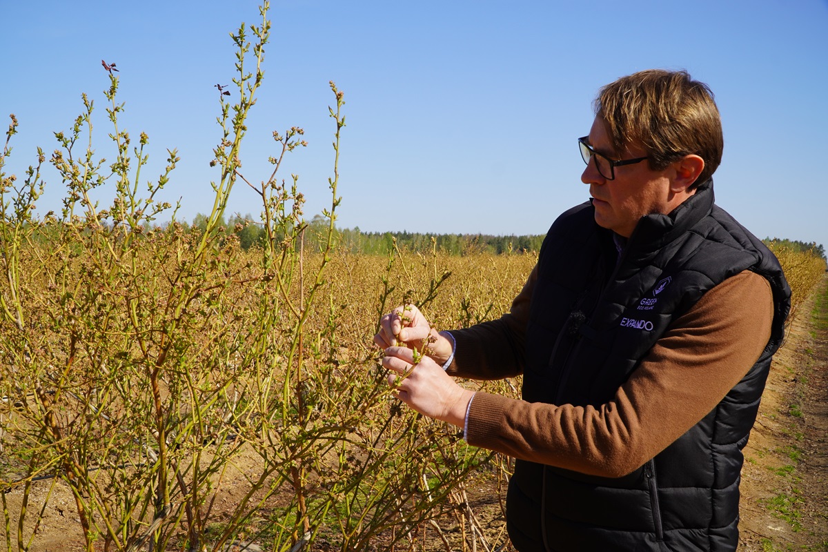 Borówka przed kwitnieniem – będą przymrozki?