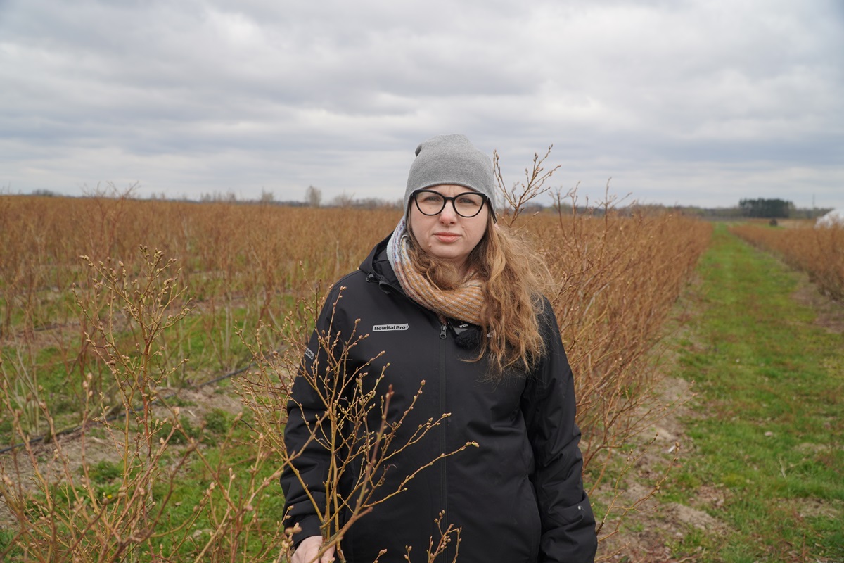 Ochrona borówki wysokiej: przegląd zagrożeń i rekomendacje zabiegowe