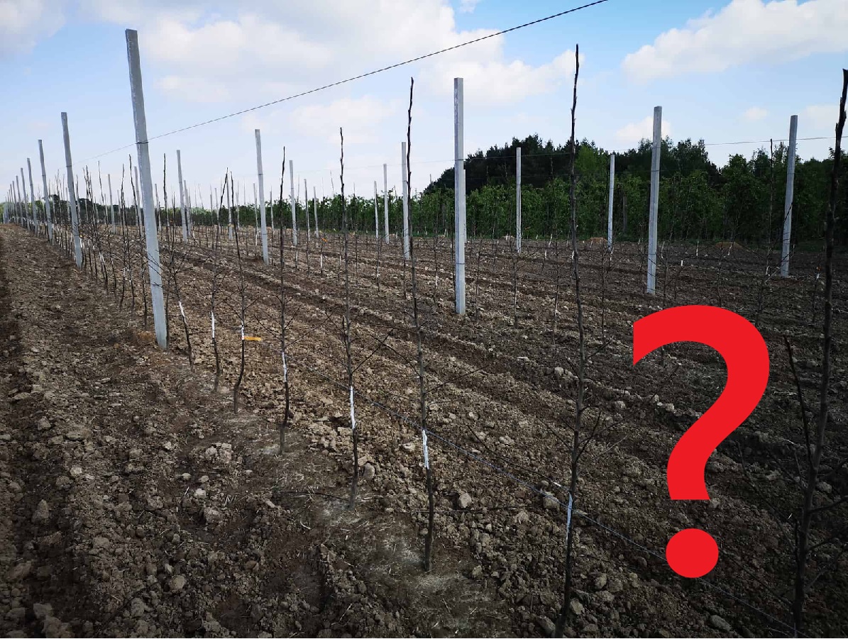 Co sadzić, żeby zarobić?