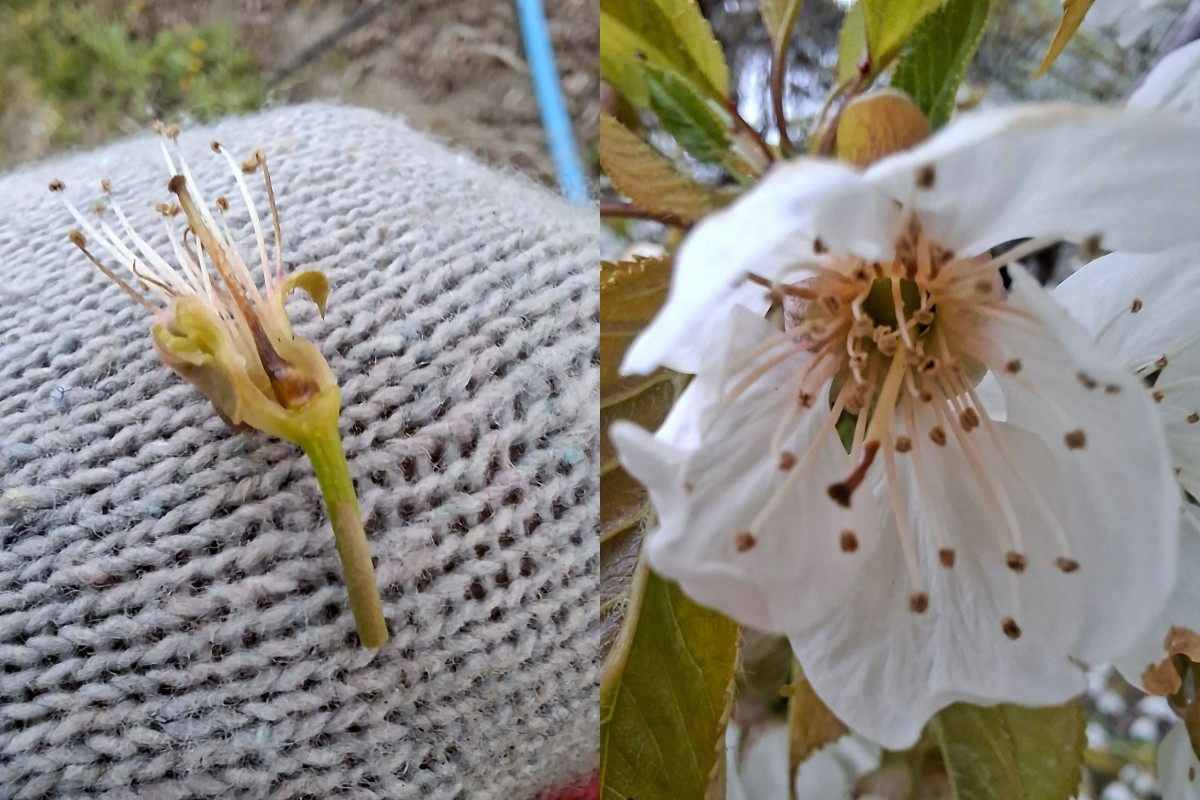 Poranny przymrozek zaskoczył. Najzimniej od Wielkanocy