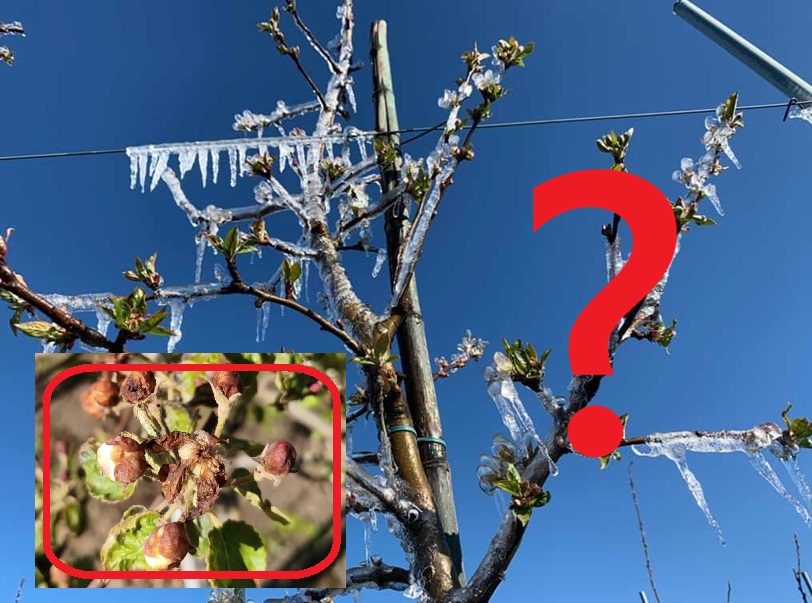 Dlaczego system antyprzymrozkowy nie zadziałał?