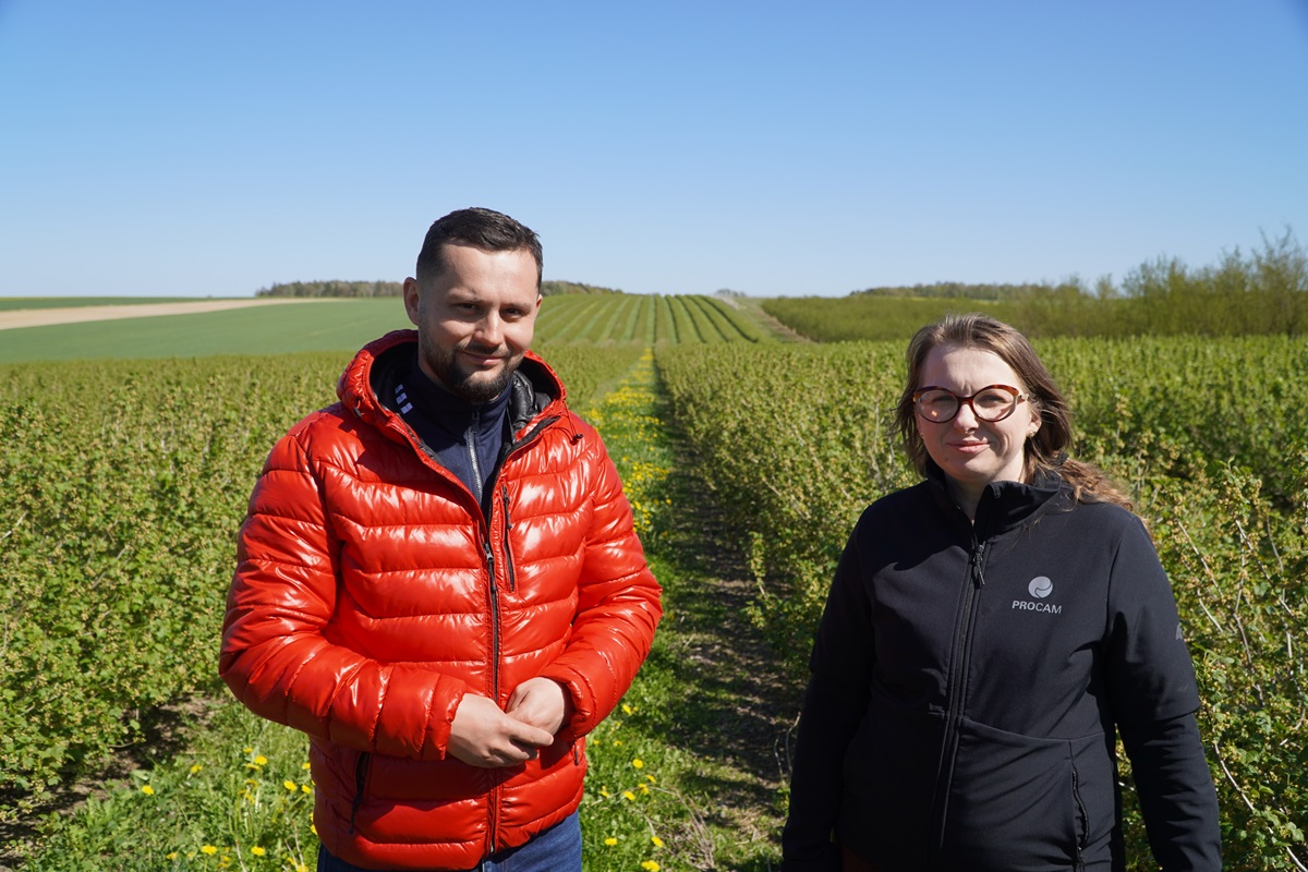 Porzeczka po przymrozkach – pierwsza ocena strat na plantacji braci Palus