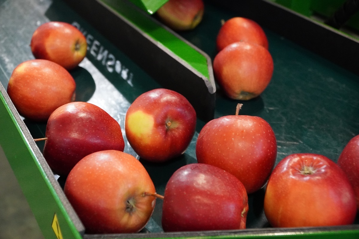 Polskie jabłka z większym potencjałem na rynku mongolskim