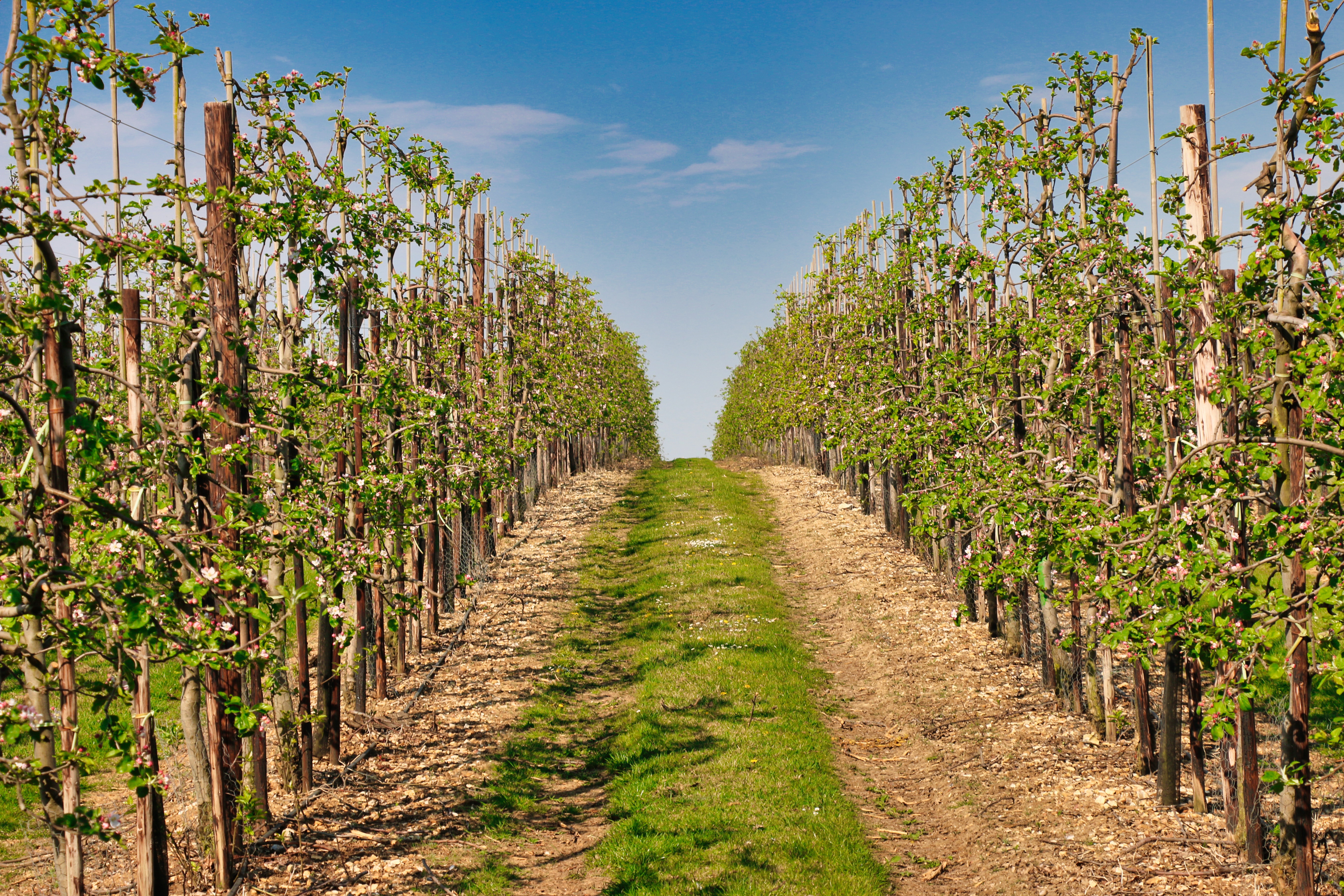Bez przymrozków, z lokalnymi opadami deszczu – prognoza tygodniowa