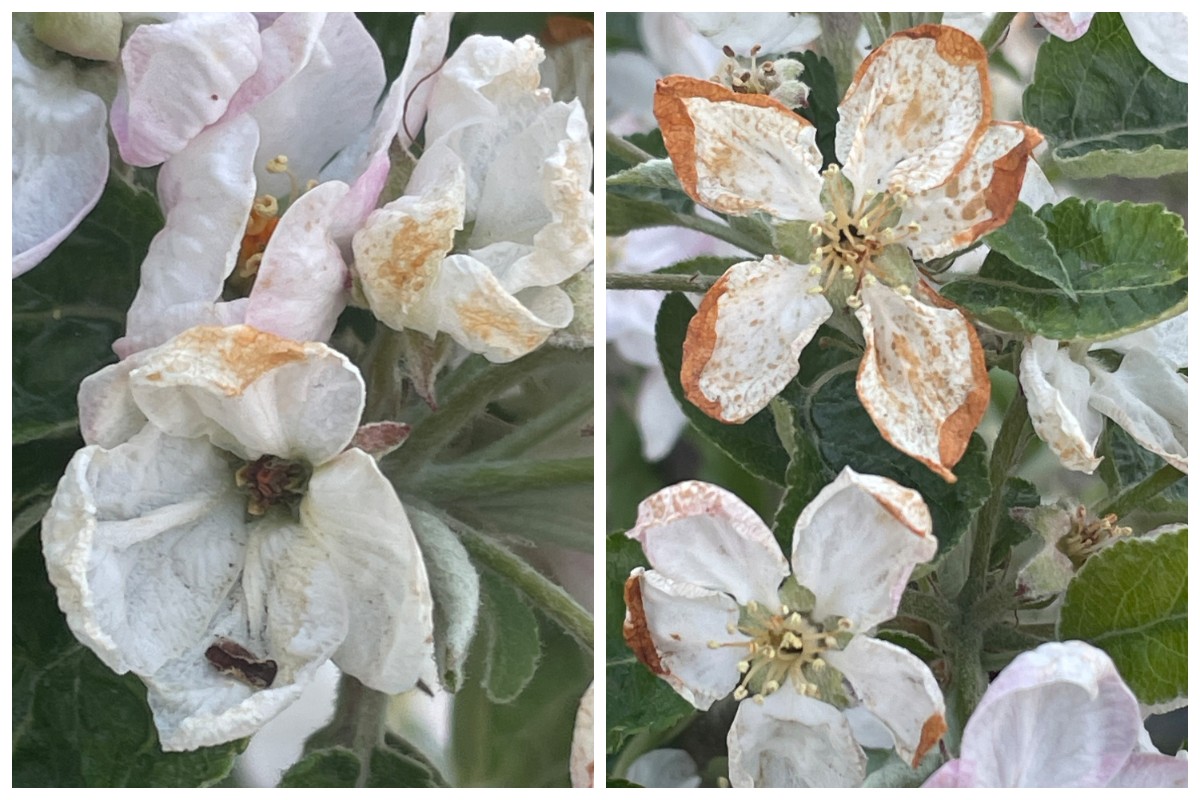 Stosowanie giberelin GA4+7 na drzewach ziarnkowych po przymrozkach