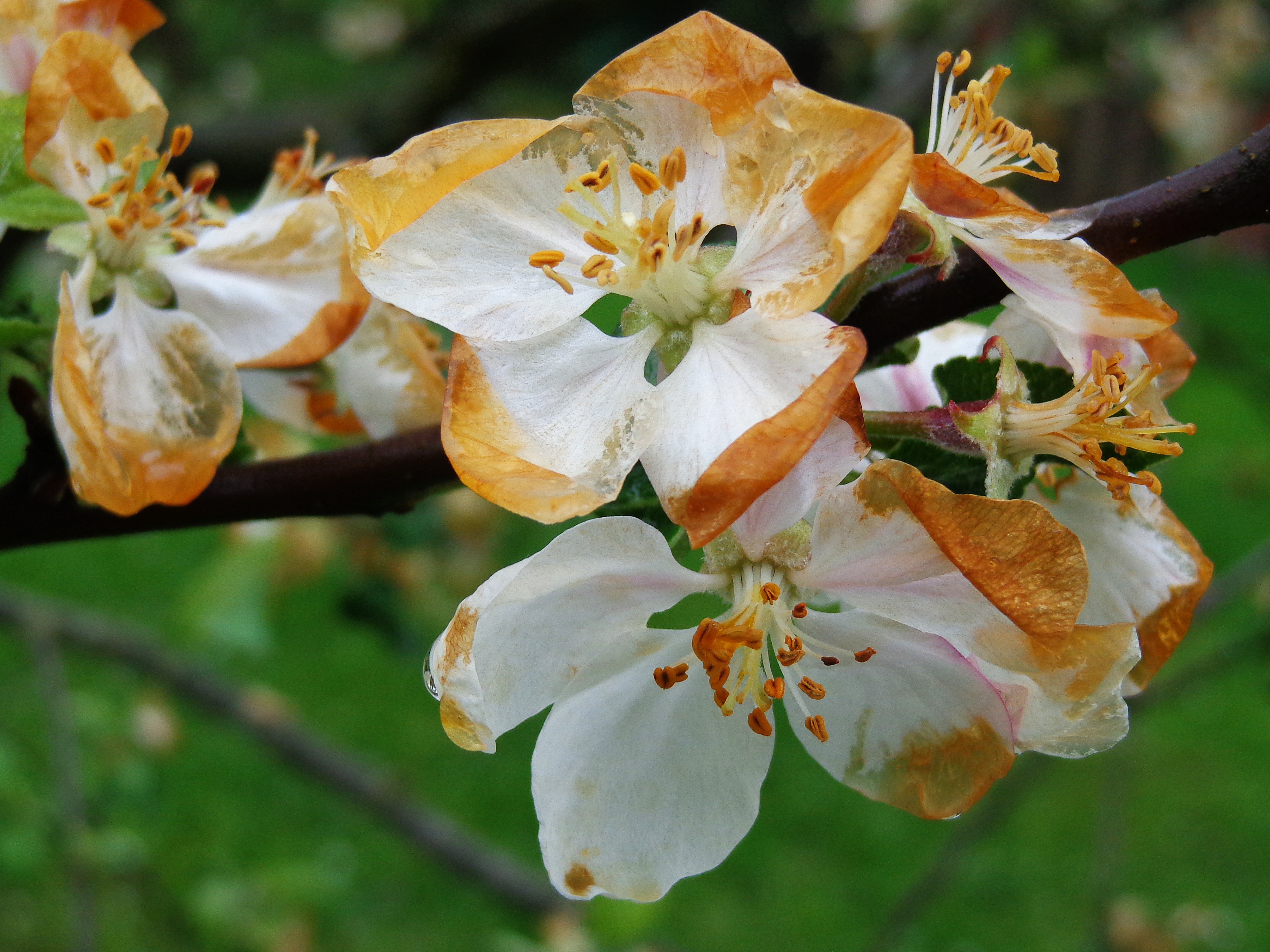 Trzecia noc z przymrozkami. Nawet -8°C przy gruncie tej nocy