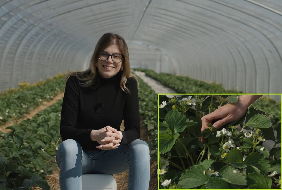 Kwitnie, wiąże, rośnie. Zadbaj o truskawki w tej fazie, a zbiory Cię zaskoczą!