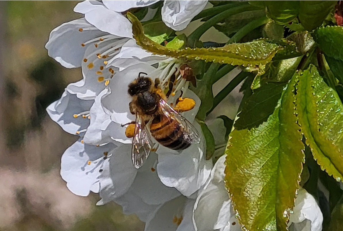 Gdy liczy się skuteczność i bezpieczeństwo zapylaczy - który acetymipryd do ochrony okołokwitnieniowej?