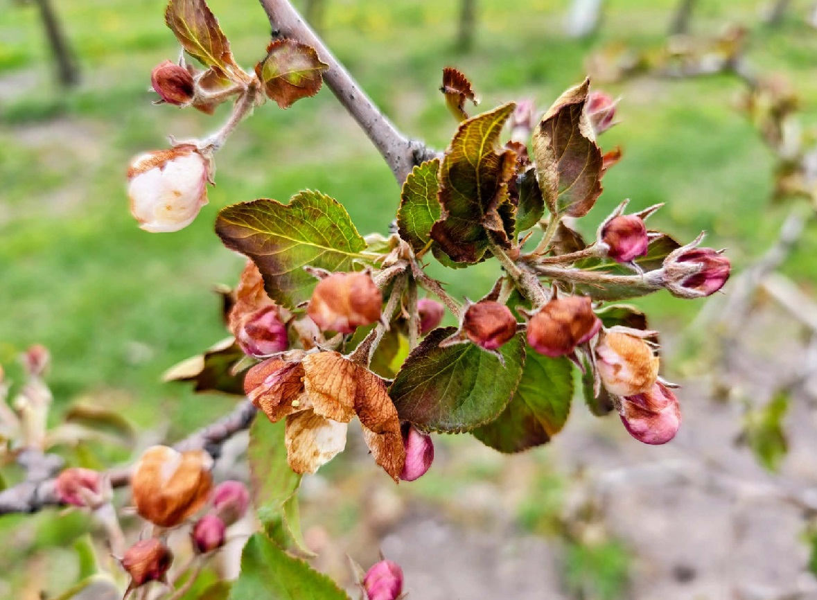 Krytyczna noc dla upraw. Lokalnie niemal -7°C