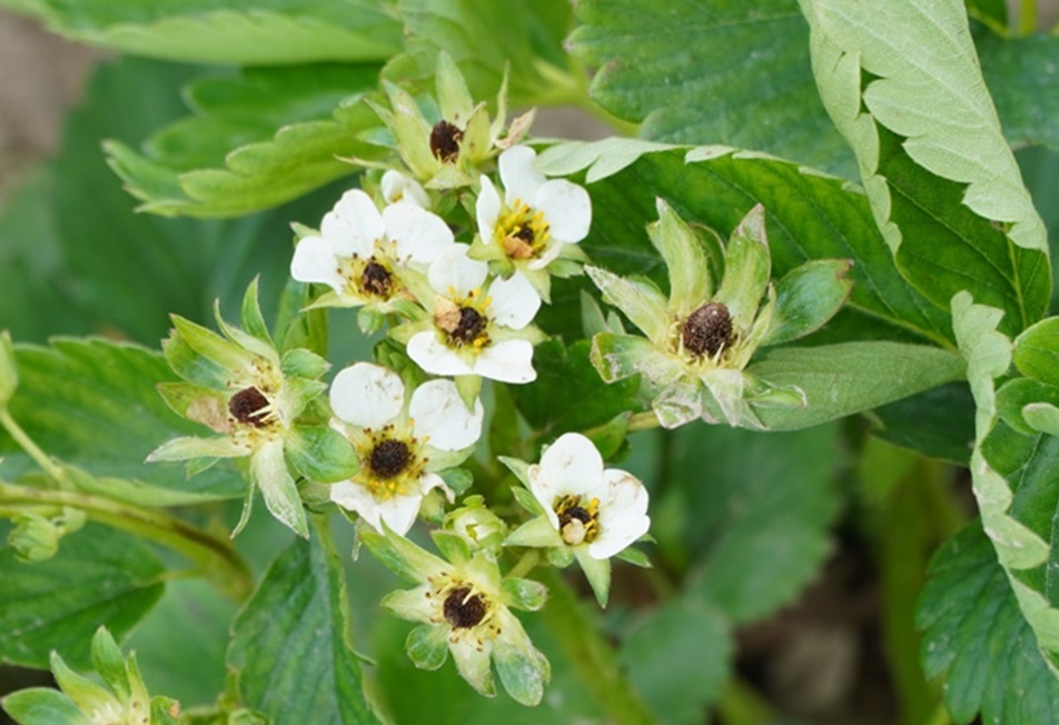 Czerwińsk nad Wisłą: ruszył nabór wniosków o oszacowanie strat po przymrozkach