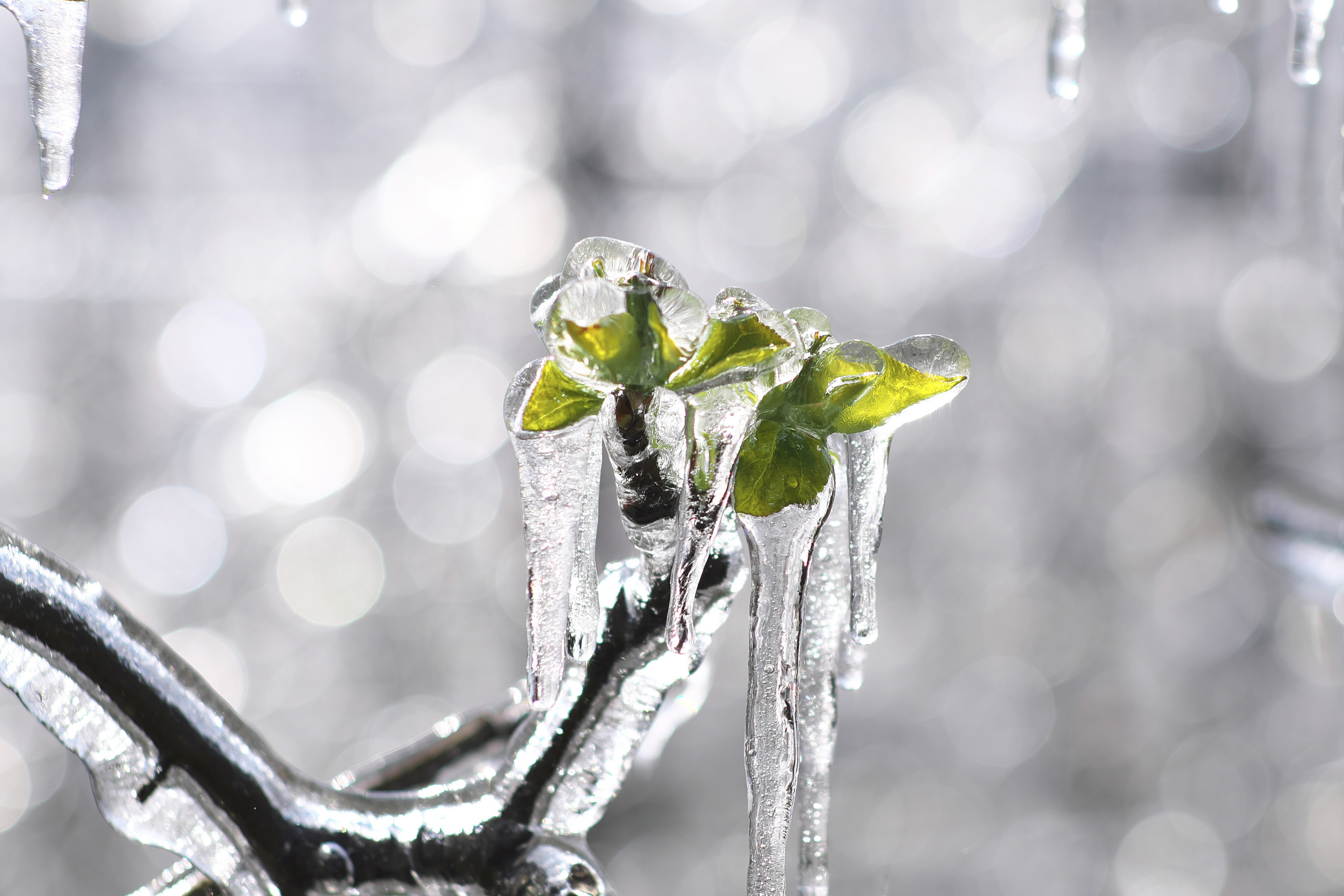 Przymrozki 2026. Kiedy pojawią się przymrozki i jak chronić rośliny przed uszkodzeniami 