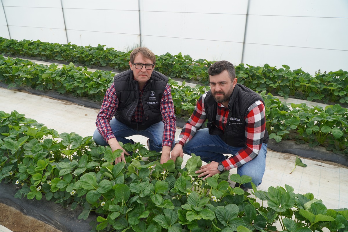 Duże wyzwania – walka z szarą pleśnią i małą ilością kwiatów