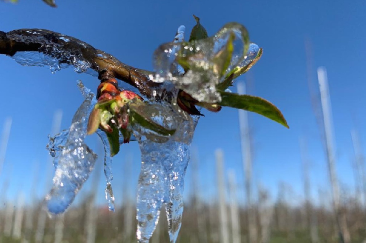 Przymrozki  22/23.04 – cała Polska objęta ostrzeżeniami