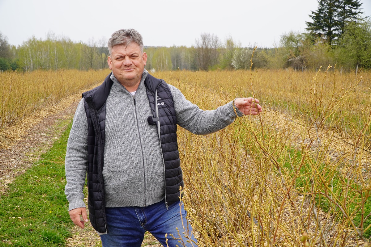 Borówka przed kwitnieniem – nawożenie dolistne i fertygacja