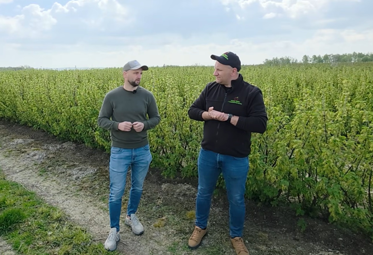 Porzeczka przed i po przymrozkach, Dariusz Ziarko, 27.04.2026