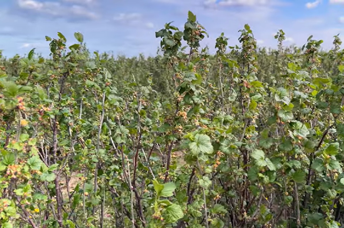 Większy plon, lepsza jakość – kompleksowe nawożenie porzeczki