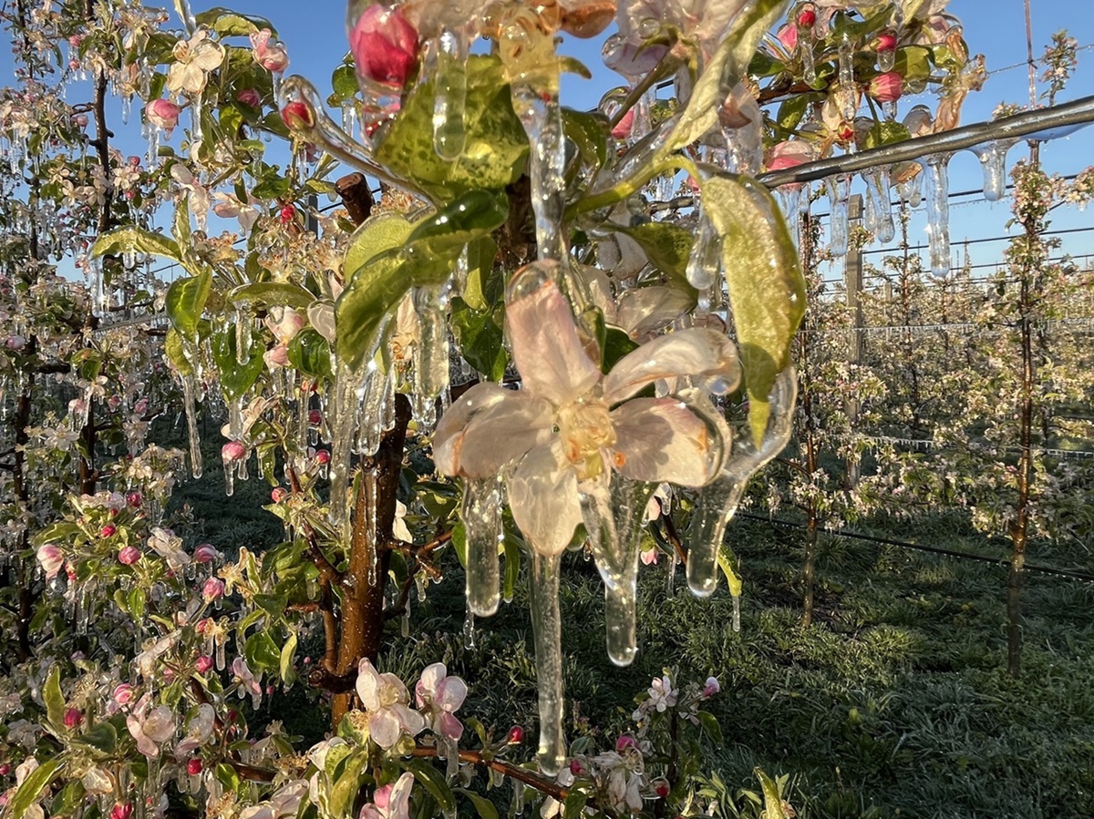Silne przymrozki – lokalnie nawet poniżej -5°C
