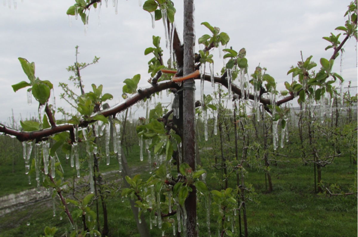 Przymrozki – fałszywa recepta na uzdrowienie rynku?